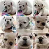 フレンチブルドッグ【大阪府・男の子・2024年11月3日・ホワイト&クリーム 見た目にとても優しい毛色です♬】の写真11「ご見学にはご予約が必要です。ご希望日の空き状況はなるべくお早めにご確認お願いいたします。」