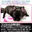 フレンチブルドッグ【大阪府・男の子・2024年12月14日・ブリンドル : とっても艶やかな✨黒光り系男子です】の写真2「BabyRushセールは産室・保育室が落ち着きした終了いたします」