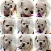 フレンチブルドッグ【大阪府・男の子・2024年11月3日・ホワイト&クリーム 見た目にとても優しい毛色です♬】の写真12「年末年始はご希望時間が重複することが多いです。。。ご注意下さいm(_ _)m」