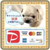 フレンチブルドッグ【大阪府・男の子・2025年4月25日・クリーム⭐️まるでタンポポの綿毛のようでーす⭐️】の写真12「🟥早く保育室を空けなければなりませんので、特に可愛い子を厳選のうえ期間限定大特価でご案内中です‼️」