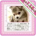 チワワ(ロング)【大阪府・女の子・2025年4月1日・フォーン&ホワイト(グラデーションが美しい子💖)】の写真13「🟥早く保育室を空けなければなりませんので、特に可愛い子を厳選のうえ期間限定大特価でご案内中です‼️」
