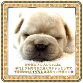 フレンチブルドッグ【大阪府・男の子・2025年4月25日・クリーム⭐️まるでタンポポの綿毛のようでーす⭐️】の写真13「🟥早く保育室を空けなければなりませんので、特に可愛い子を厳選のうえ期間限定大特価でご案内中です‼️」
