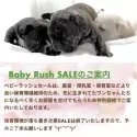 フレンチブルドッグ【大阪府・男の子・2025年4月20日・ブリンドル《お顔センター、エプロンの白がポイント》】の写真14「🟥なるべく私たちの手で家族を見つけてあげたくて大捜索中‼️ご協力お願いいたします╰(*´︶`*)╯」