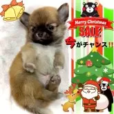 チワワ(ロング)【大阪府・男の子・2024年11月1日・フォーン//トナカイカラー╰(*´︶`*)╯♡】の写真15「ご見学お待ちいたしております」