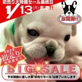 フレンチブルドッグ【大阪府・男の子・2024年11月3日・ホワイト&クリーム 見た目にとても優しい毛色です♬】の写真15「お申込みお待ちいたしております٩(^‿^)۶」
