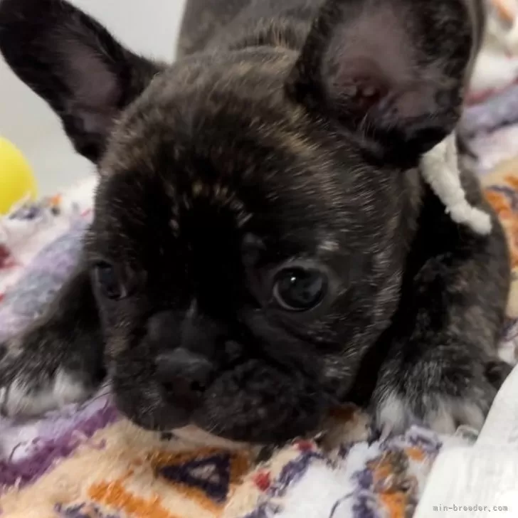 ID：2501-07598の子犬