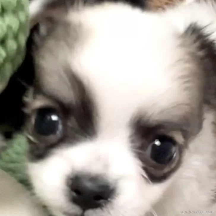 T.T 様のお迎えした子犬