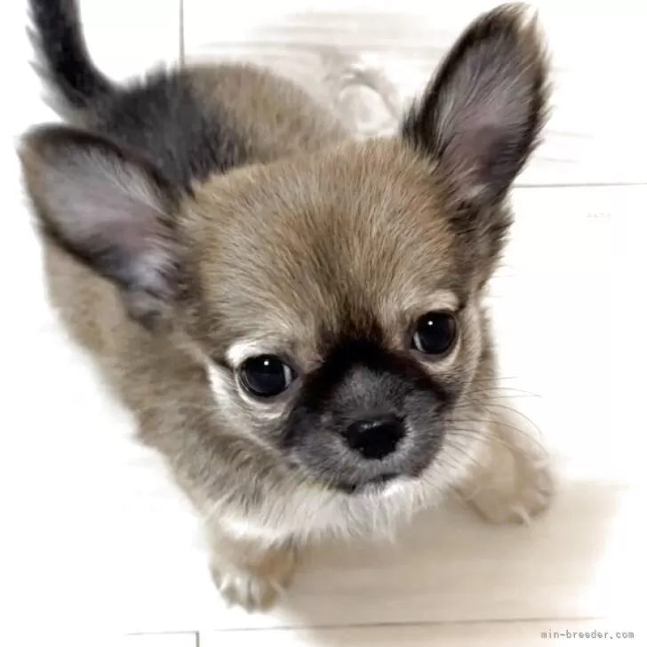 ID:2506-02276の子犬