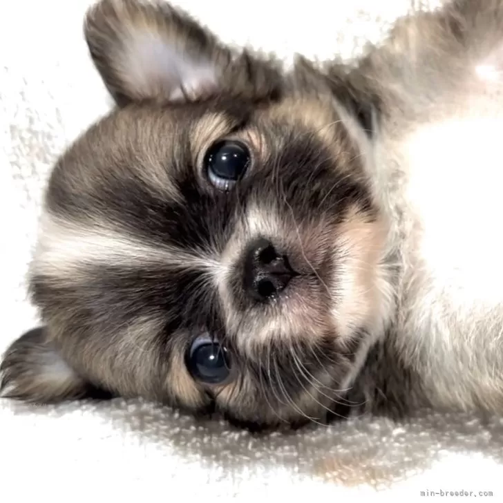 ID:2505-04948の子犬