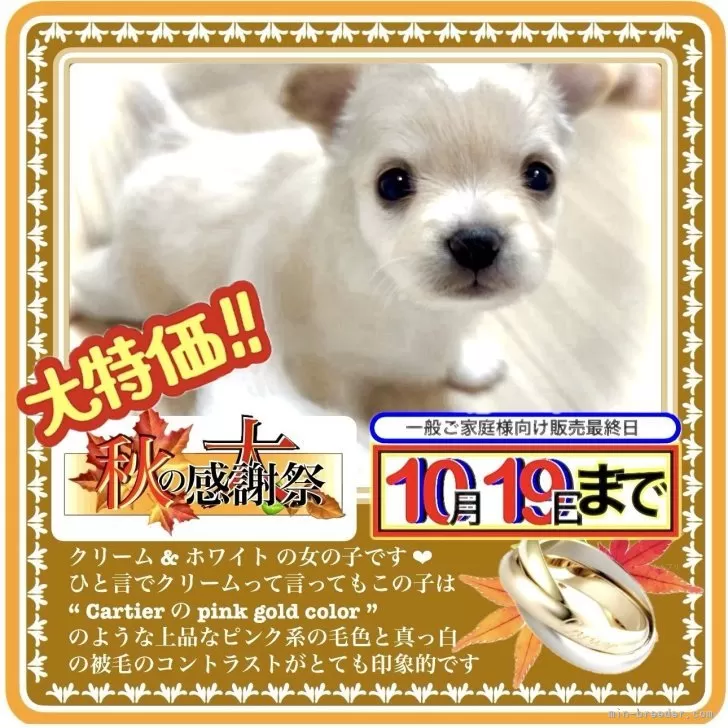 ID:2509-08190の子犬