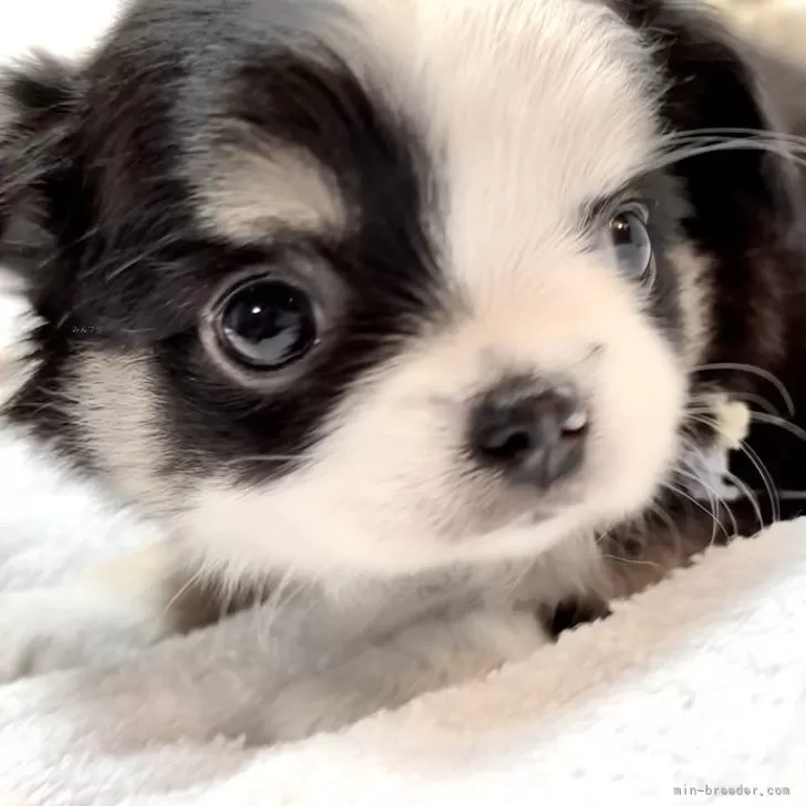 K.M 様のお迎えした子犬