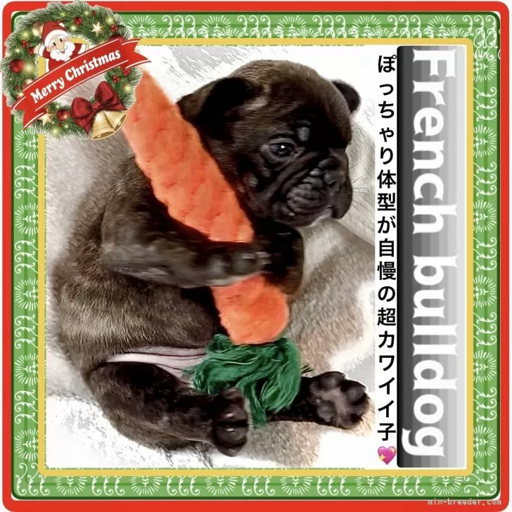 フレンチブルドッグ【大阪府・男の子・2025年10月12日・ブリンドル(しっとりしたツヤのある毛質です)】の写真1「Frebullブリーディング歴史27年の豊富なデータを基に“カワイイ”にこだわって交配しています✨」