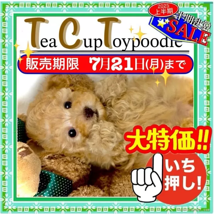 送料込み♡トイプードルアプリコットちゃん。 ティーカッププードル【大阪府・女の子・2025年5月19日