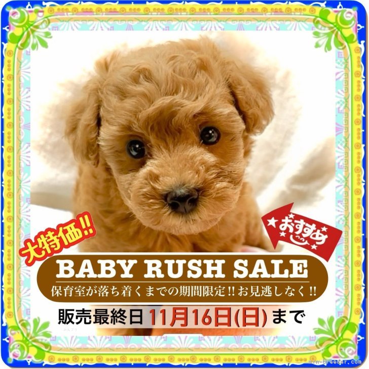 ブリーダー画像