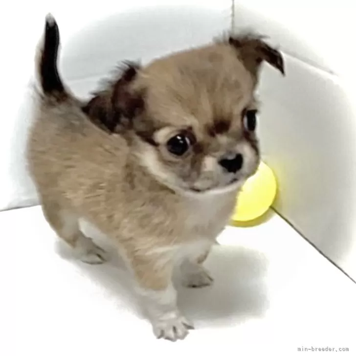 ID:2411-03132の子犬