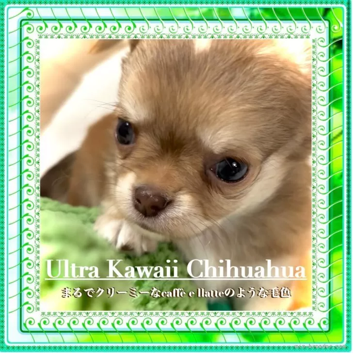 ID：2509-02368の子犬