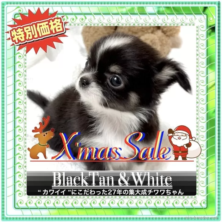 チワワ(ロング)【大阪府・男の子・2025年9月28日・トライカラー(黒/白/オレンジ3色🌟)】の写真1「クリスマス🎄セールです٩(๑❛ᴗ❛๑)۶ぜひ、このチャンスにワンちゃんをお迎えくださいませ♪」