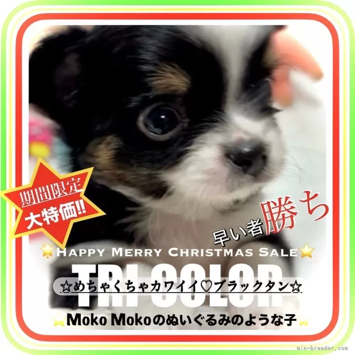 ID:2412-01926の子犬