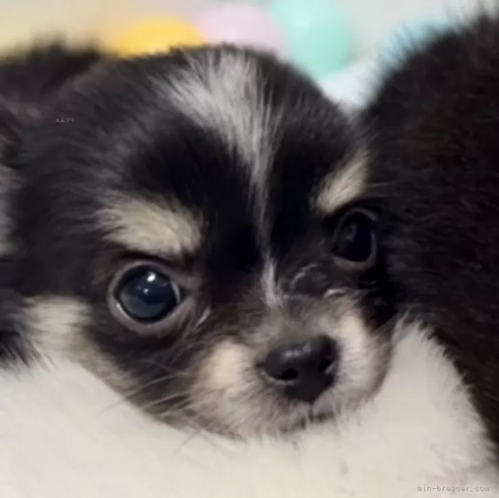 ID:2501-00622の子犬