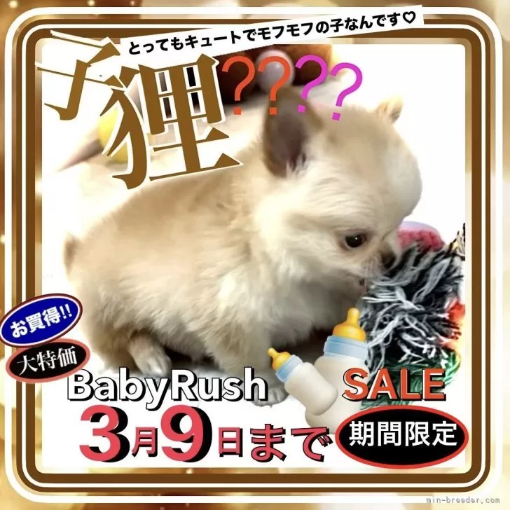 ID:2503-01879の子犬