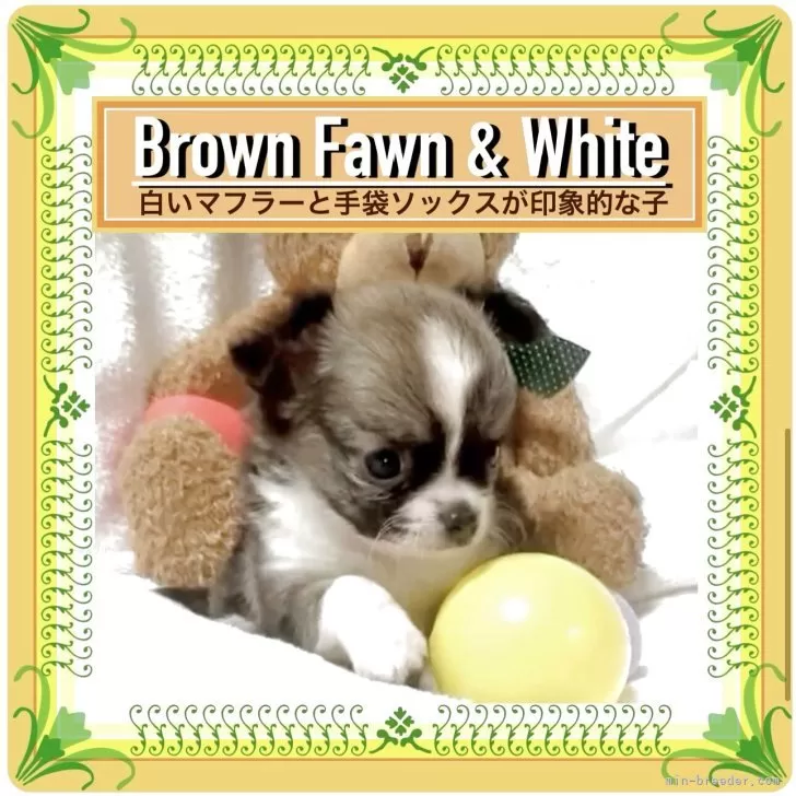 ss 様のお迎えした子犬