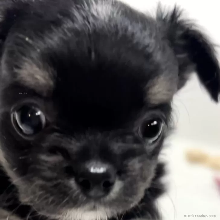 Y.H 様のお迎えした子犬