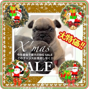 フレンチブルドッグ【大阪府・男の子・2025年10月12日・フォーン(背筋に赤毛/全身はクリーム系の男の子✨)】の写真「『カワイイ』にはデータに基づく根拠があります😊✨」