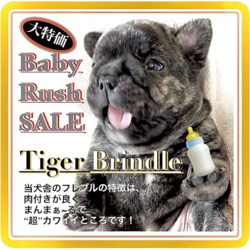 フレンチブルドッグ【大阪府・男の子・2025年4月23日・🐅☆🐅☆🐅タイガーブリンドル🐅☆🐅☆🐅】の写真「🟥今回の大特価 SALEの“超！目玉🐶‼️🉐」