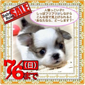 チワワ(ロング)【大阪府・女の子・2025年5月4日・ホワイト&フォーン(ブラウン系ドット柄が綺麗です)】の写真「♦️ドット柄は唯一無二の個性♡きっと気に入ります❣」