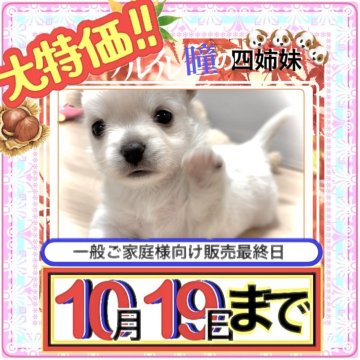 チワワ(ロング)【大阪府・女の子・2025年8月17日・クリーム&ホワイト(淡く暖かみを感じる優しい毛色)】の写真「無邪気で甘え上手な小さぁ〜いサイズの女の子です💕」