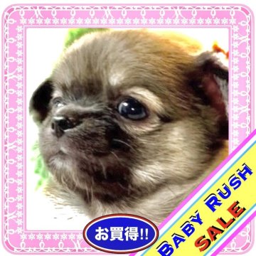 チワワ(ロング)【大阪府・男の子・2025年4月29日・フォーン&ホワイト(モカコーヒー☕️カラーの毛色)】の写真「🧸ぬいぐるみ🧸にしか見えないカワイイ子
💞」