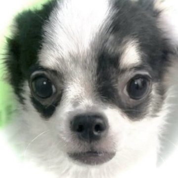 チワワ(ロング)【大阪府・男の子・2025年5月4日・ブラックタン&ホワイト《唯一無二のオリジナル柄❗》】の写真「とっても陽気で人懐っこい子なんですo(^▽^)o」
