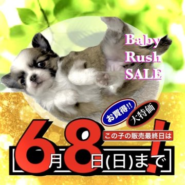 チワワ(ロング)【大阪府・女の子・2025年4月6日・レッド&ホワイト(配色バランス💯点満点‼️✨✨)】の写真「🟥保育室がいっぱいじゃなければ当犬舎に残してた子」