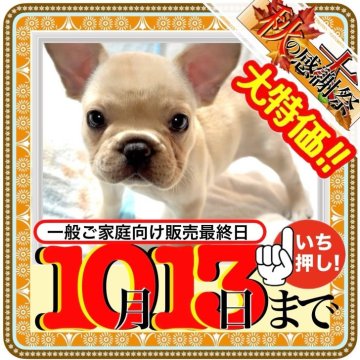 フレンチブルドッグ【大阪府・女の子・2025年8月4日・クリーム《淡いグラデーションが効いたオフホワイト》】の写真「落ち着いた性格と甘えん坊な性格のギャップが魅力💞」