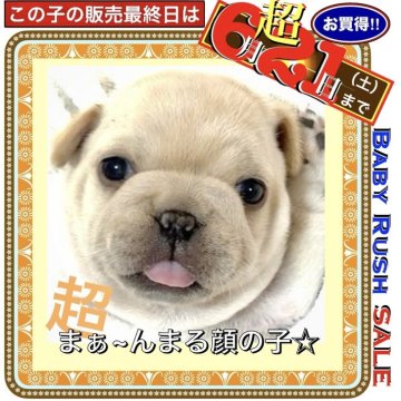 フレンチブルドッグ【大阪府・男の子・2025年4月25日・クリーム⭐️まるでタンポポの綿毛のようでーす⭐️】の写真「🌟大きな目💖ぽっちゃりボディー⭐️短い手足💞」