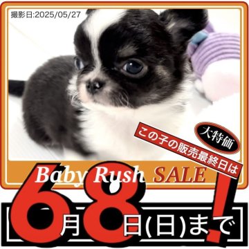 チワワ(ロング)【大阪府・男の子・2025年4月6日・ブラックタン&ホワイト:飾り毛豊かで超カワユシです】の写真「🟥保育室の都合上、期間限定大特価セールです🟥」