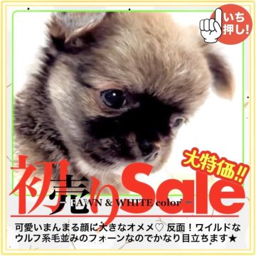 チワワ(ロング)【大阪府・男の子・2025年11月6日・フォーン&ホワイト(セーブルになるかもしれません)】の写真「【個性のある子】をお探しですか?じゃ〜ぜひぜひ❣️」
