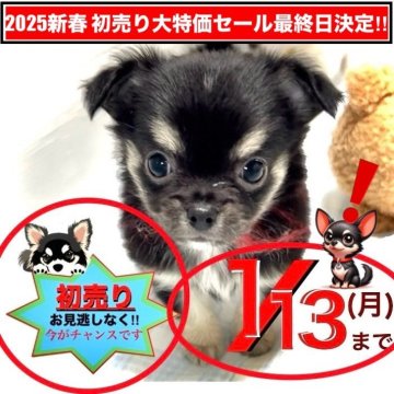 チワワ(ロング)【大阪府・男の子・2024年11月9日・ブラックタン】の写真「🎍2025新春初売りSALE🎍お見逃しなく‼️」