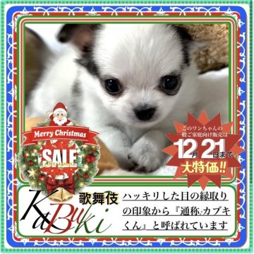 チワワ(ロング)【大阪府・男の子・2025年10月22日・ホワイト&フォーン(唯一無二の模様が独創的な子)】の写真「2025最後のBIG💥SALE‼️お見逃しなく」