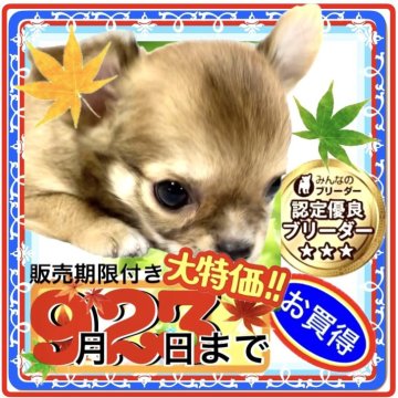 チワワ(ロング)【大阪府・男の子・2025年7月17日・フォーン&ホワイト(※仔鹿のような天然色✨)】の写真「✅🧸ぬいぐるみにしか見えないほどのカワユサ💕✨」