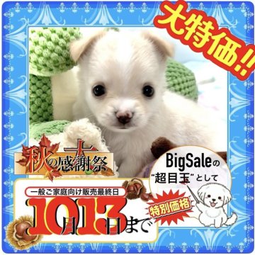 チワワ(ロング)【大阪府・男の子・2025年8月17日・クリーム&ホワイト(ピンクゴールドの柔らかな毛色)】の写真「秋🍂の大感謝祭ヽ(´▽｀)/目玉として特別価格❗」