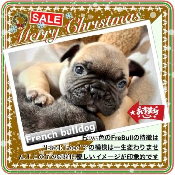 フレンチブルドッグ【大阪府・男の子・2025年10月12日・フォーン(背筋に赤毛/全身はクリーム系の男の子✨)】の写真「『カワイイ』にはデータに基づく根拠があります😊✨」