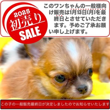 チワワ(ロング)【大阪府・女の子・2024年11月1日・レッドフォーン&ホワイト※優しい色合いの赤毛です❣】の写真「ちょっぴりお天馬なくらい元気っ子です٩(^‿^)۶」