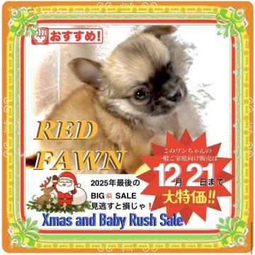 チワワ(ロング)【大阪府・男の子・2025年10月22日・フォーン《✨人気のブラックフェイス✨》】の写真「2025最大のファイナルBIG💥SALE‼️」