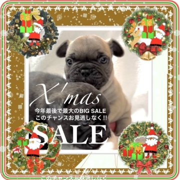 フレンチブルドッグ【大阪府・男の子・2025年10月12日・フォーン(背筋に赤毛/全身はクリーム系の男の子✨)】の写真「『カワイイ』にはデータに基づく根拠があります😊✨」