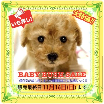 タイニープードル【大阪府・男の子・2025年9月16日・レッドフォーン(鮮やかな明るい赤毛です)✨】の写真「超お🉐なベビーラッシュセール中❗️お見逃しなく❗」