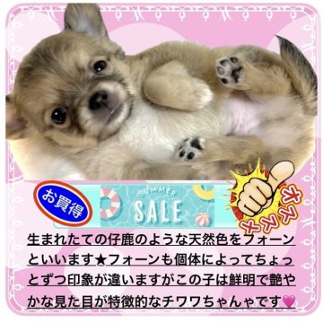 チワワ(ロング)【大阪府・男の子・2025年7月17日・フォーン&ホワイト(※太陽の下では金色に輝きます)】の写真「クリーミーで艶のある毛質＆毛量のある血統の子です✨」