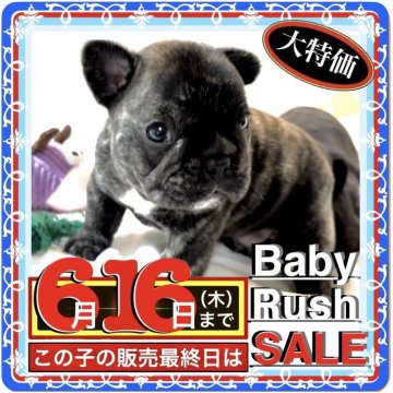 フレンチブルドッグ【大阪府・男の子・2025年4月20日・🐅☆🐅☆🐅タイガーブリンドル🐅☆🐅☆🐅】の写真「🟥今回の大特価 SALEの“超！目玉🐶‼️🉐」