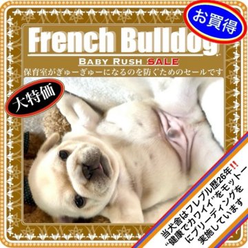 フレンチブルドッグ【大阪府・男の子・2025年4月25日・クリーム⭐️まるでタンポポの綿毛のようでーす⭐️】の写真「🌟大きな目💖ぽっちゃりボディー⭐️短い手足💞」