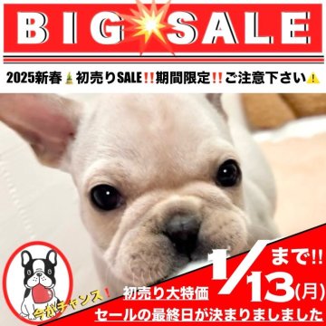 フレンチブルドッグ【大阪府・男の子・2024年11月3日・ホワイト&クリーム とっても優しい見た目の毛色です】の写真「日頃のご愛顧に感謝を込めて大特価ご案内中〜💥💥」
